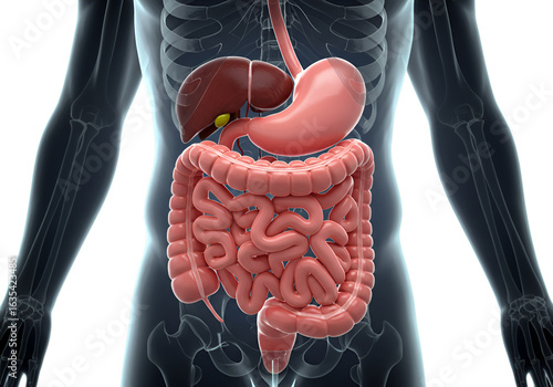 Detailed 3D Medical Illustration of Human Digestive System on Transparent Background