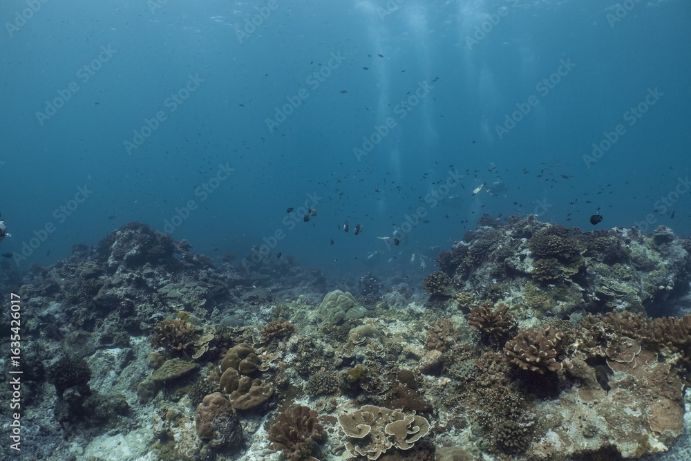 Fototapeta premium Underwater scene with coral reef and schooling fish.