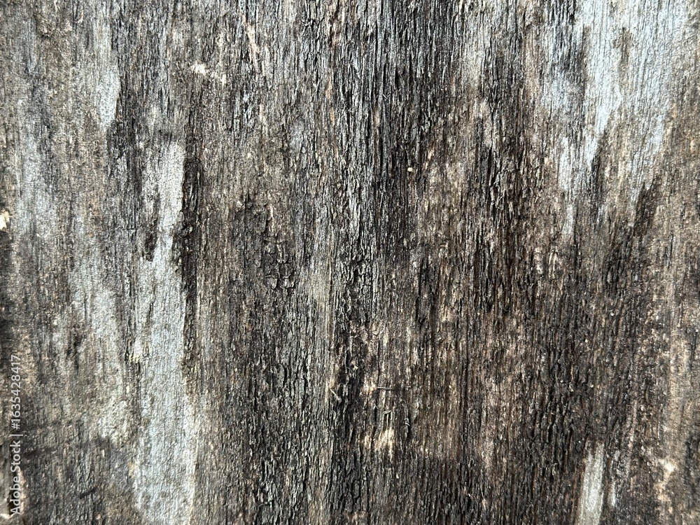Obraz premium Closeup of aged wooden surface with deep cracks and rough texture. Weathered cracked wood texture top view with dark grain. Old tree wood texture rotting background.