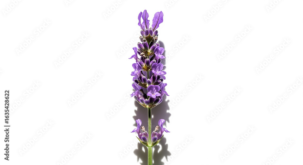 Naklejka premium Lavender Flower Close Up in Studio