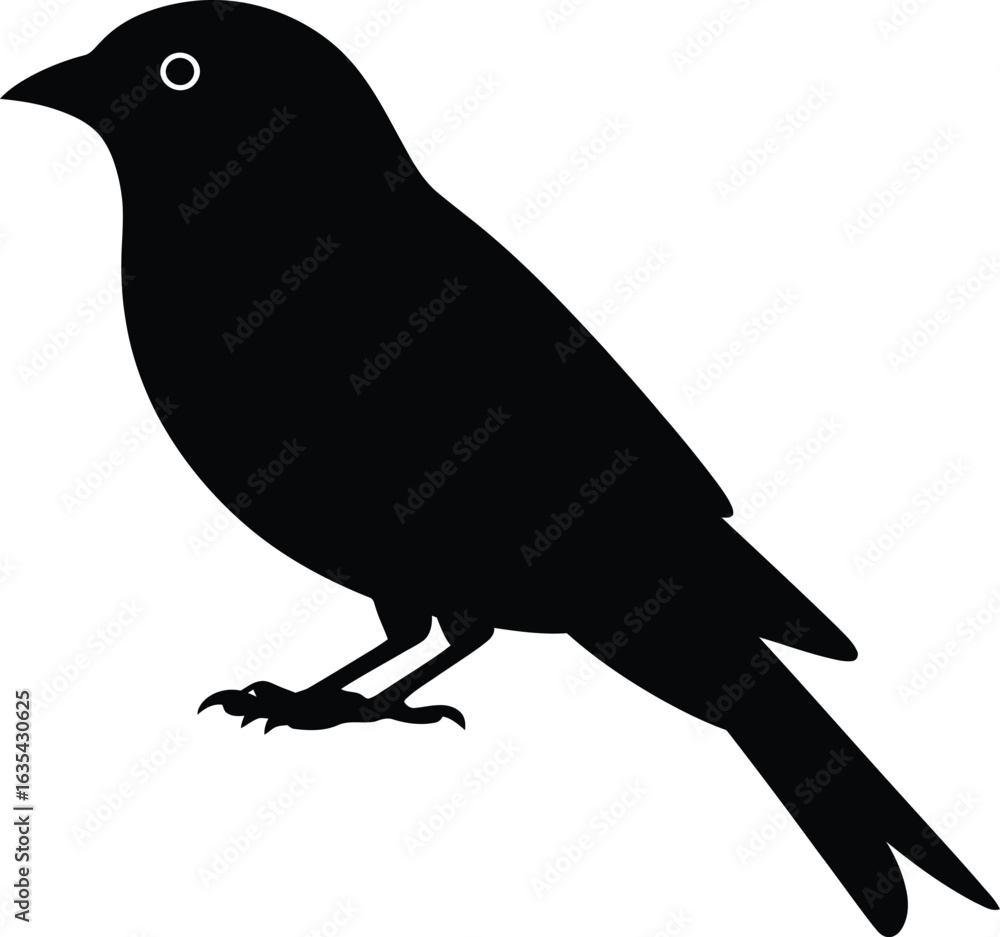 Fototapeta premium Black bird silhouette white background avian