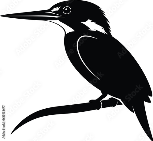 Black kingfisher perched on branch bird silhouette