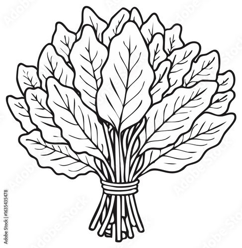 Spinach Bunch Illustration Simple Outline Organic Healthy Food