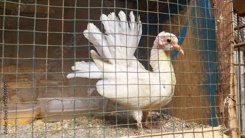 Quadro su tela A beautiful white fantail pigeon with its tail feathers spread, standing inside a wire cage