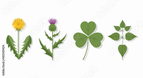 Four different plants illustration