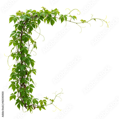 Isolated Green Vine Border Illustration With White Background