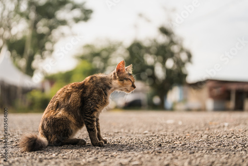 Photography A starving skinny ill stray cat