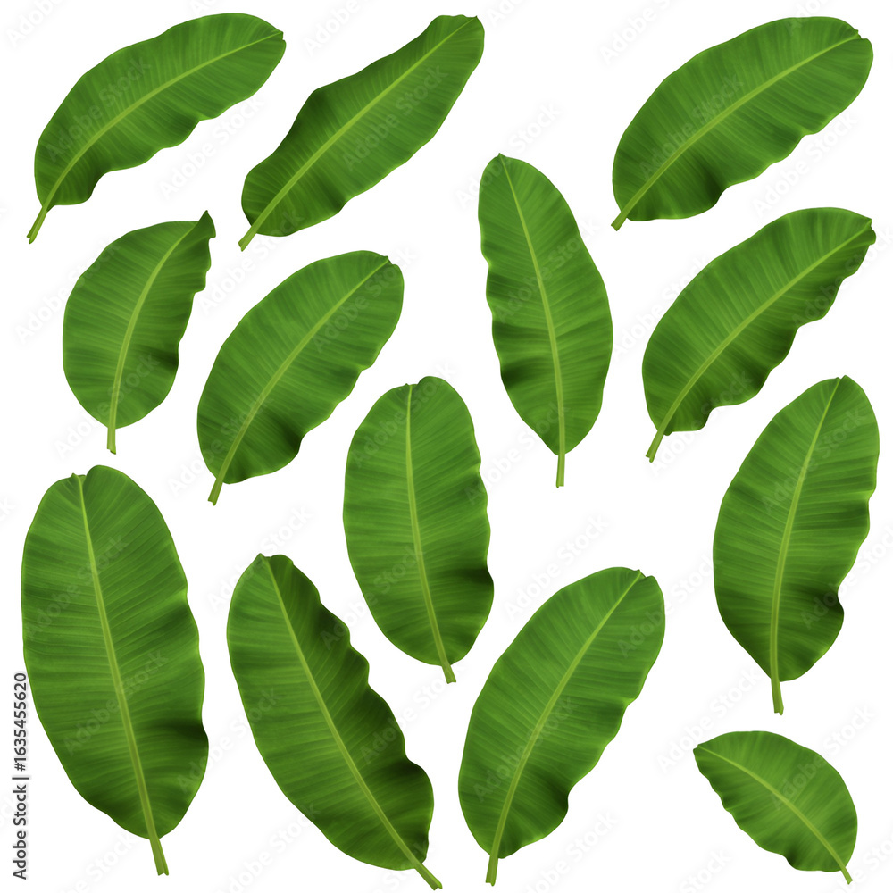 Fototapeta premium Isolated Realistic Tropical Green Leaves Pattern on Transparent Background