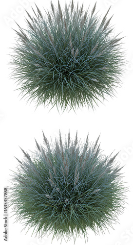 Isolated Top View of Green Bush Arrangement on Transparent Background