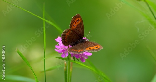  Macro - Dolomite butterfly on a flower