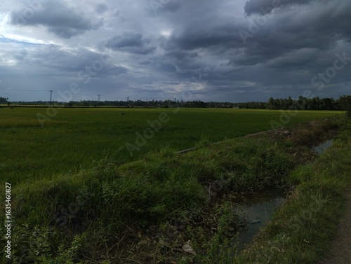 A peaceful rural scene with green rice fields under a dramatic sky. Heavy clouds suggest rain, and the landscape features a mix of light and dark areas.