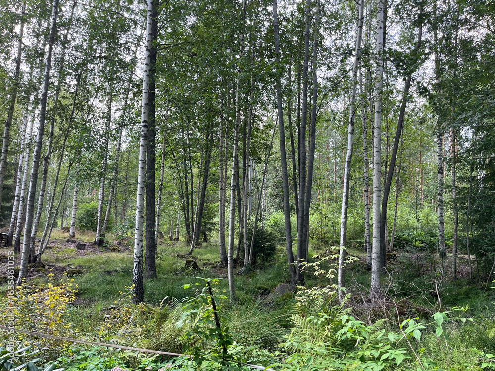 Fototapeta premium trees in the forest