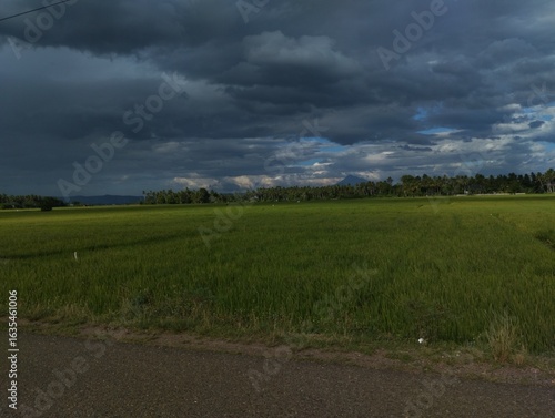 A peaceful rural scene with green rice fields under a dramatic sky. Heavy clouds suggest rain, and the landscape features a mix of light and dark areas.