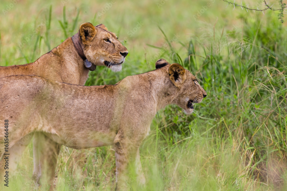 Naklejka premium Two lions one female lioness and its cub in wilderness of Tarangire National park in Tanzania, Africa.