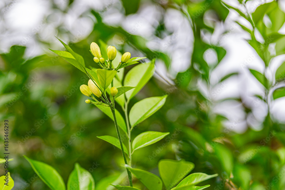 Obraz premium A flower bud about to bloom of (Murraya paniculata) or Adaman Satinwood, commonly known as Orange Jasmine or Thanaka flower in Burma. This image was taken with a high-resolution camera in Myanmar.