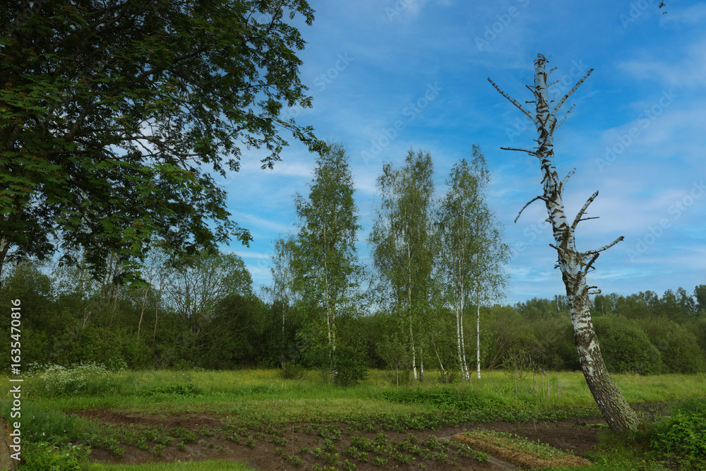 Obraz premium Simple village landscape, trees against the sky.