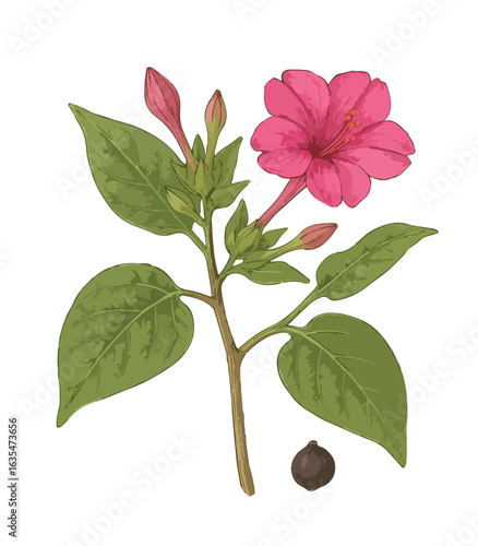 Mirabilis jalapa (kembang sore)