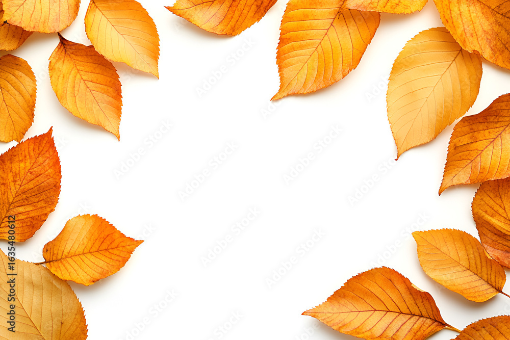 Obraz premium A decorative frame of vibrant orange and yellow fall leaves isolated on a white background.