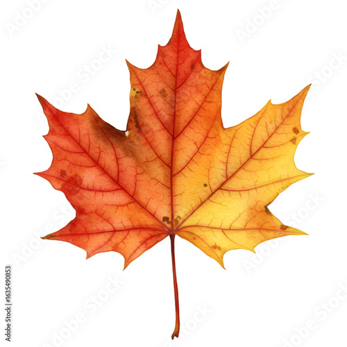 Wallpaper Mural Isolated Autumn Maple Leaf Illustration with Red Orange and Yellow Colors Torontodigital.ca