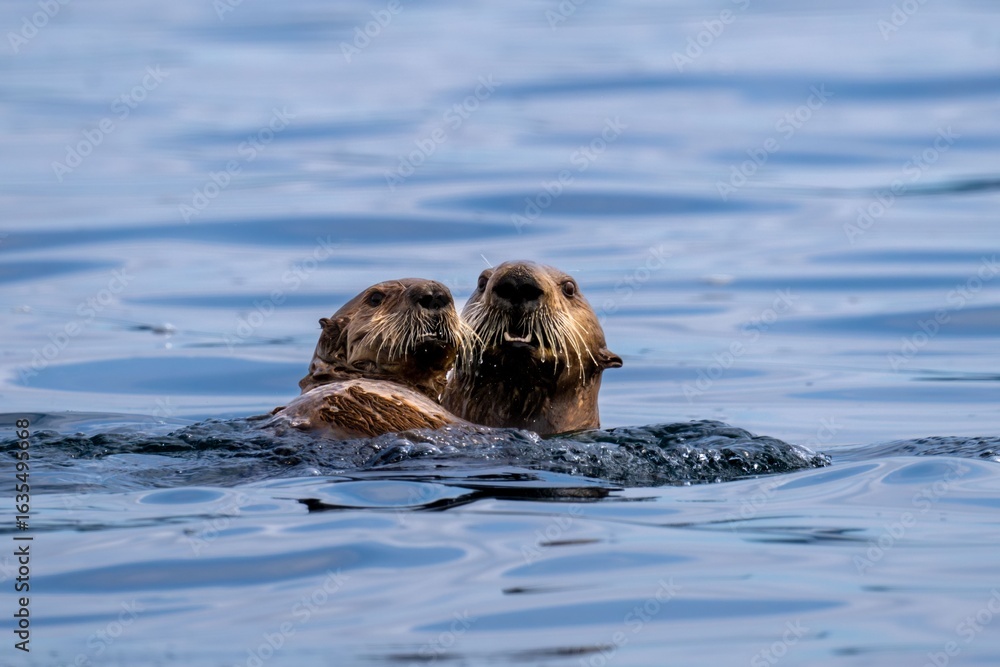Fototapeta premium Sea otters swimming near Port Hardy on Vancouver Island, Canada