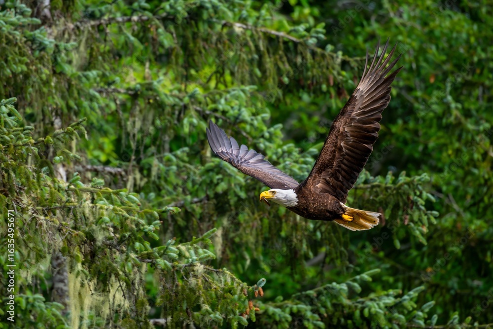 Obraz premium Bald eagle soaring over Quatse River Estuary in Port Hardy, Vancouver Island