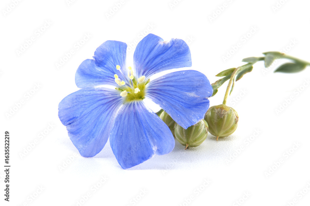 Naklejka premium A stunning close-up showcases a bright blue flax flower in full bloom with seed pods.