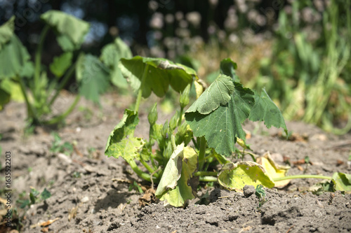 A zucchini plant struggles with drought conditions, showing visible signs of stress.