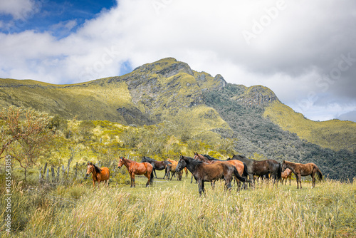Pasochoa Volcano, Pichincha Province, Ecuador - July 5, 2025: Group of brown horses on the Pasochoa volcano, where the summit of the volcano itself is shown in the background.