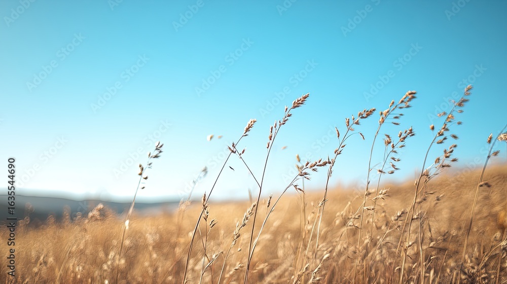 Obraz premium Golden Grass Field with Sunny Sky.