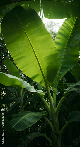 Photo of Lush Green Banana Leaves with Bright Sunlight Shining Through