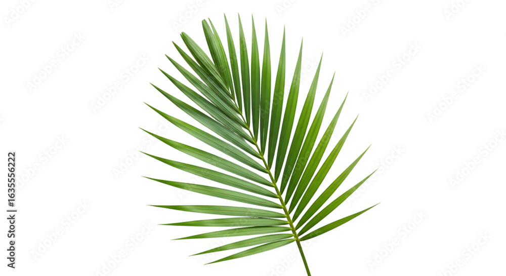 Fototapeta premium Green palm frond isolated on a transparent background