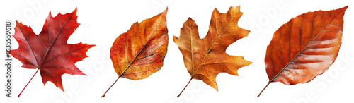 Wallpaper Mural PNG Autumn leaves vibrant colors, element set on transparent background Torontodigital.ca