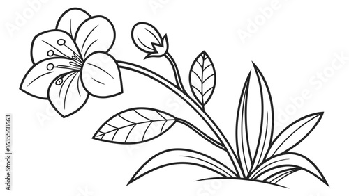 Beautiful Flowering Plant Outline Illustration with Leaves and Bud
