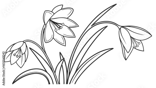 Graceful Bell Flowers Line Art Illustration for Coloring and Botanical Designs, Detailed Floral Outline Drawing
