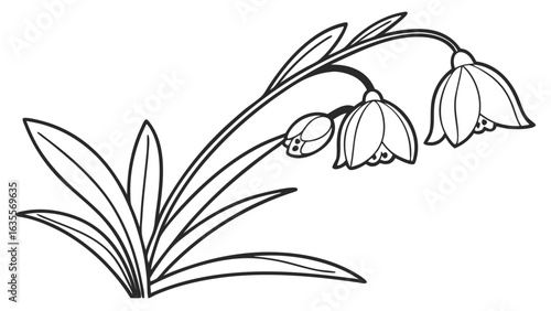 Outline of spring bell flowers with leaves. Simple black and white botanical illustration for coloring or design.