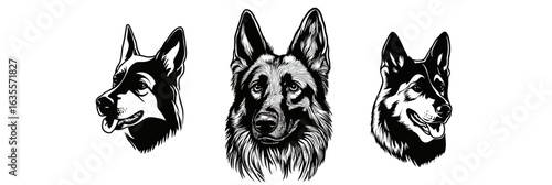 German Shepherd dog head set black and white vector illustration realistic detailed sketch portrait three different poses domestic pet breed animal minimalist vector art