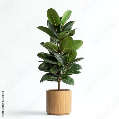Tall Rubber Fig Plant in Wooden Planter - Elegant Tall Rubber Fig Image for Tall Rubber Fig Admirers