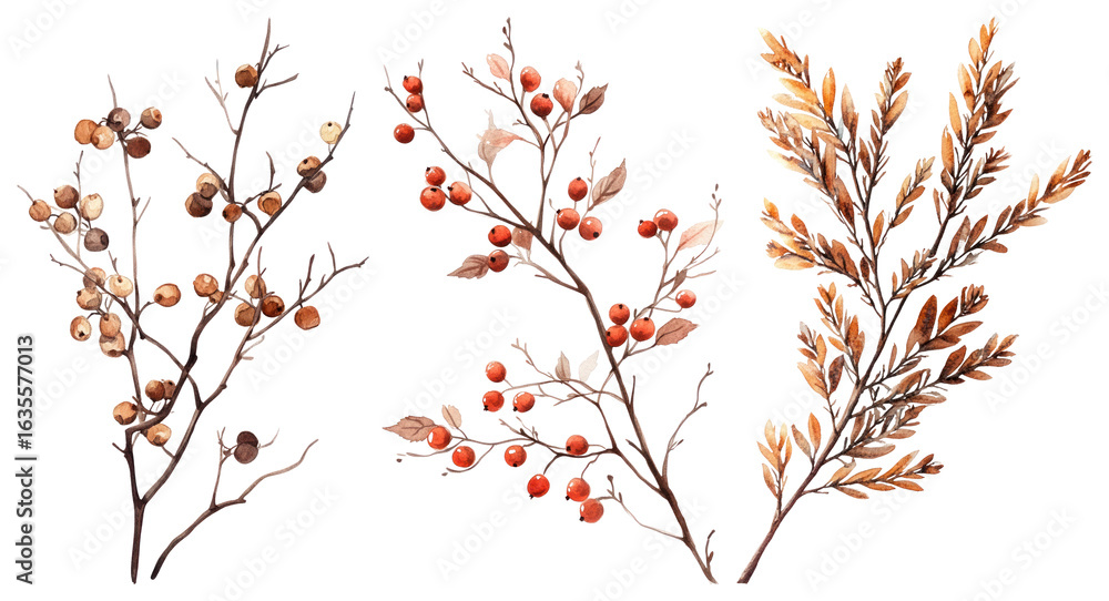 Fototapeta premium PNG Autumnal botanical illustration with berries, element set on transparent background