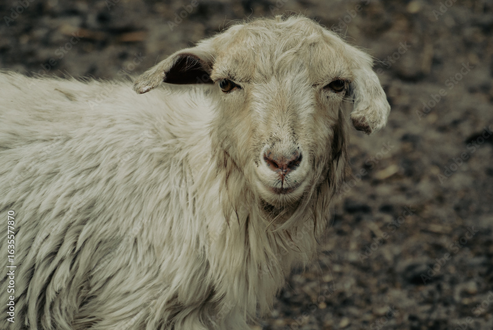 Fototapeta premium Domestic sheep with long fleece