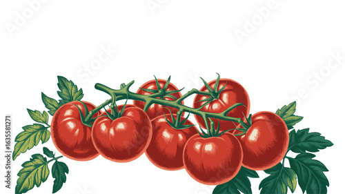 Bunch Of Ripe Red Tomatoes With Green Leaves On White Background vine cluster