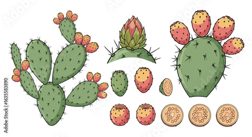 Prickly pear cactus fruit and pads botanical illustration collection with vibrant colors and detailed textures