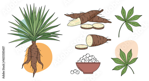 Cassava root vegetable plant and its processed edible products for healthy eating and nutrition