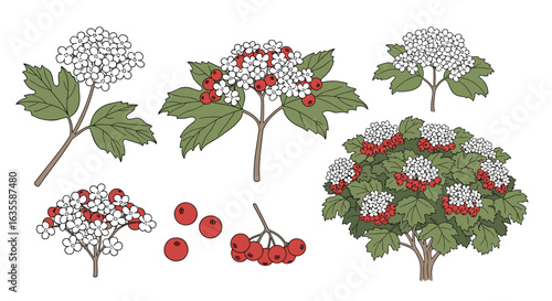 Detailed botanical illustrations of viburnum flowers and berries showcasing seasonal changes and growth stages