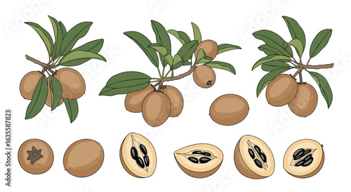 Tropical fruit collection featuring sweet sapodilla fruit on branches and slices showing seeds and texture