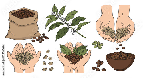 Illustrations depicting the natural process of coffee bean cultivation and harvesting by hand
