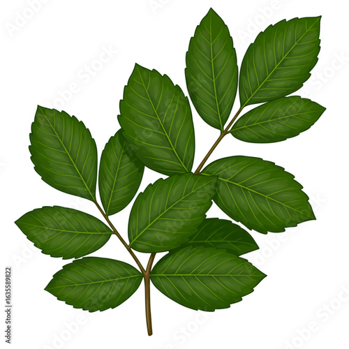 Realistic Illustration of Green Leaves on Branch Isolated with Transparent Background
