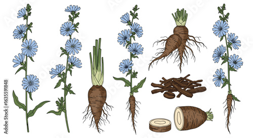 Botanical illustrations of chicory plants showing roots and blue flowers