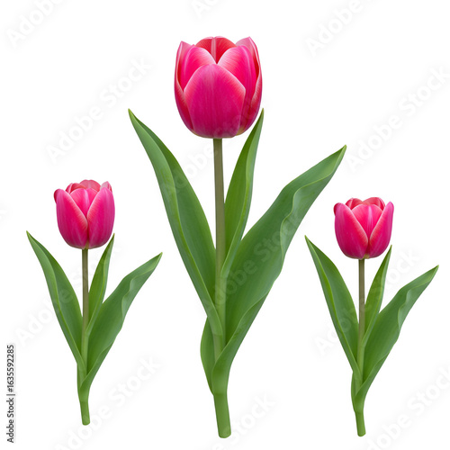 Wallpaper Mural Realistic Photo Of Three Pink Tulips With Green Leaves On Black Background Torontodigital.ca