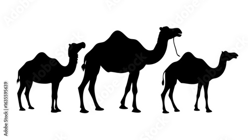 Silhouette depiction of three camels standing in a row against a white background in a vector image