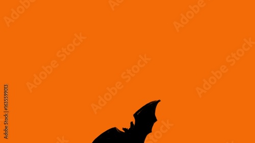 Horizontal 4K video. Transition mask. Loop animation. Orange, black bat is flying on acid green, white. Concept of 31 october, halloween, fall, 11 november, animal, fear, party. Social media template